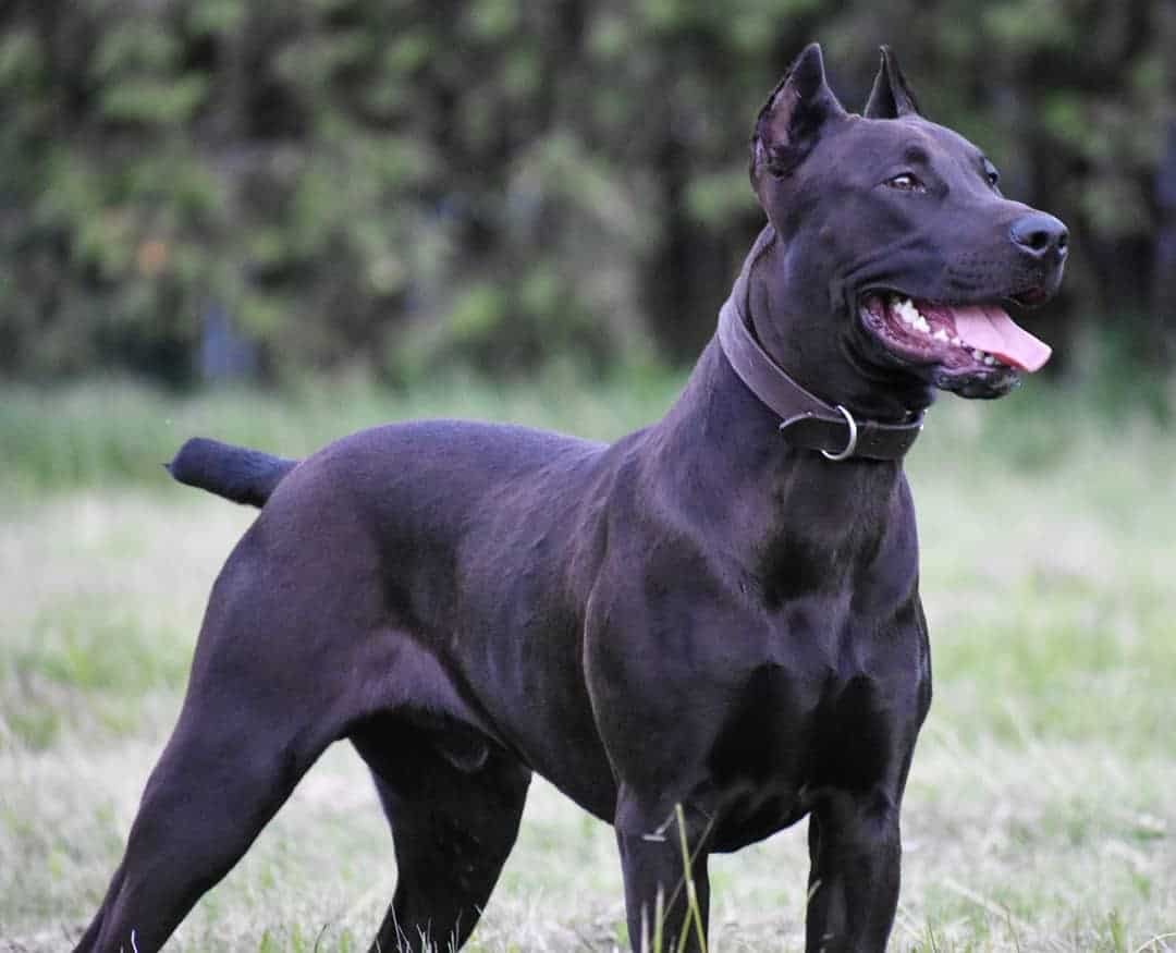 Canis Panther Dog